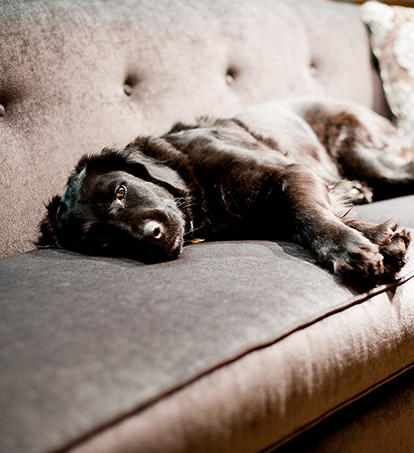 A cute dog resting on a nice couch